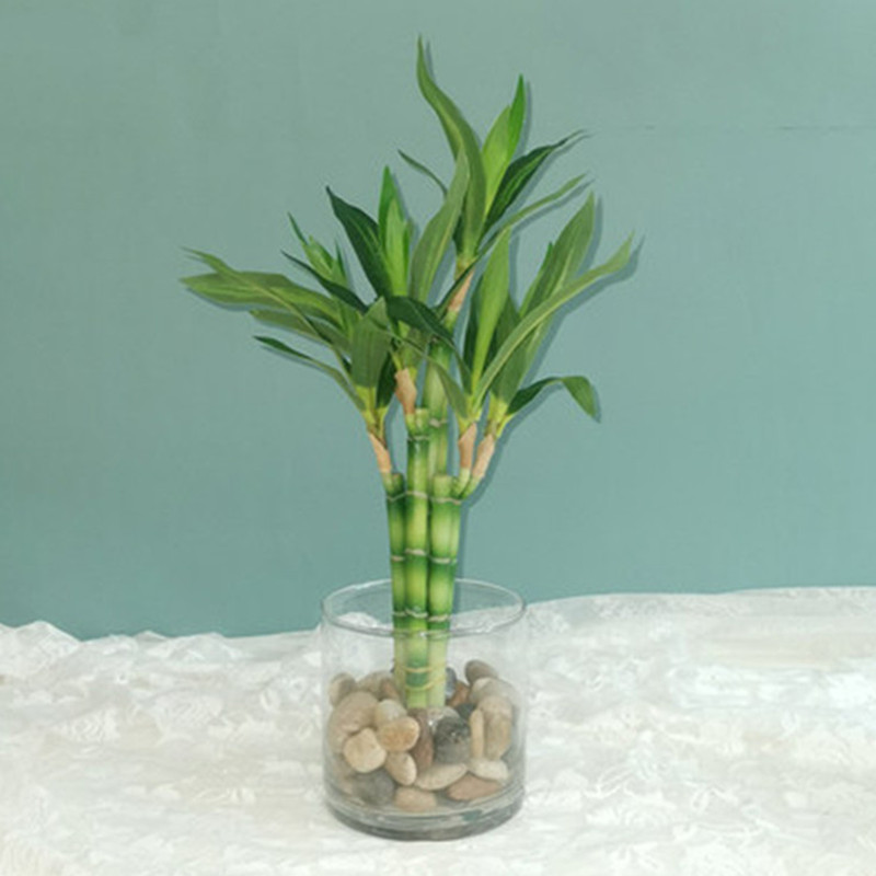 Aquarium Fish Only - Neue 40 cm rFtificial Lucky Bamboo
