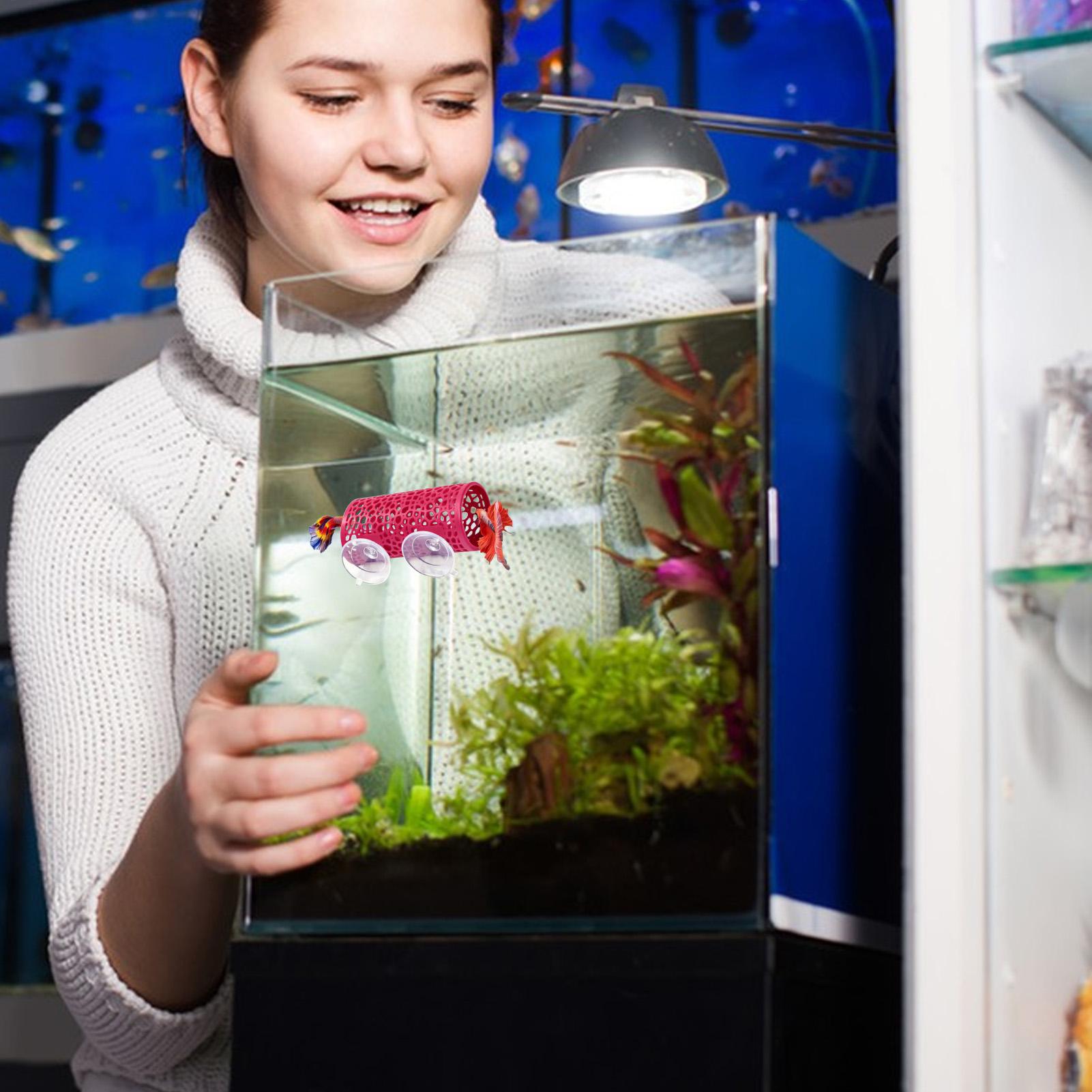Betta-Habitat, Ruheplatz, Orna – Aquarium Fish Cichlid Bewertung und Preis
