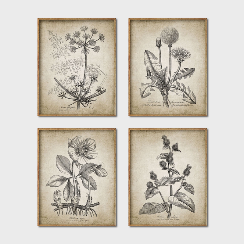 Antike Botanische Poster und D – Live Plant Fertilizer Bewertung und Preis