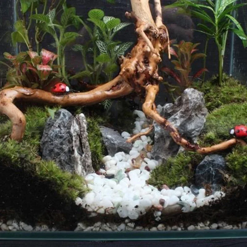 Natürlicher Baumstamm Treibhol – Aquarium Fish Cichlid Bewertung und Preis