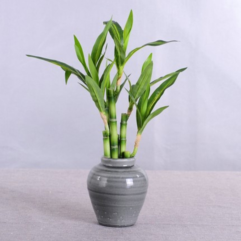 Neue 40 cm rFtificial Lucky Ba – Aquarium Fish Only Bewertung und Preis