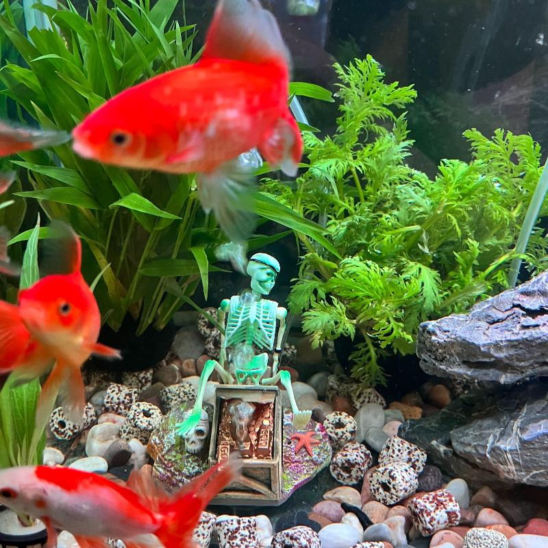 Aquarium Aerobic Landschaft Bl – Aquarium Fish Only Bewertung und Preis