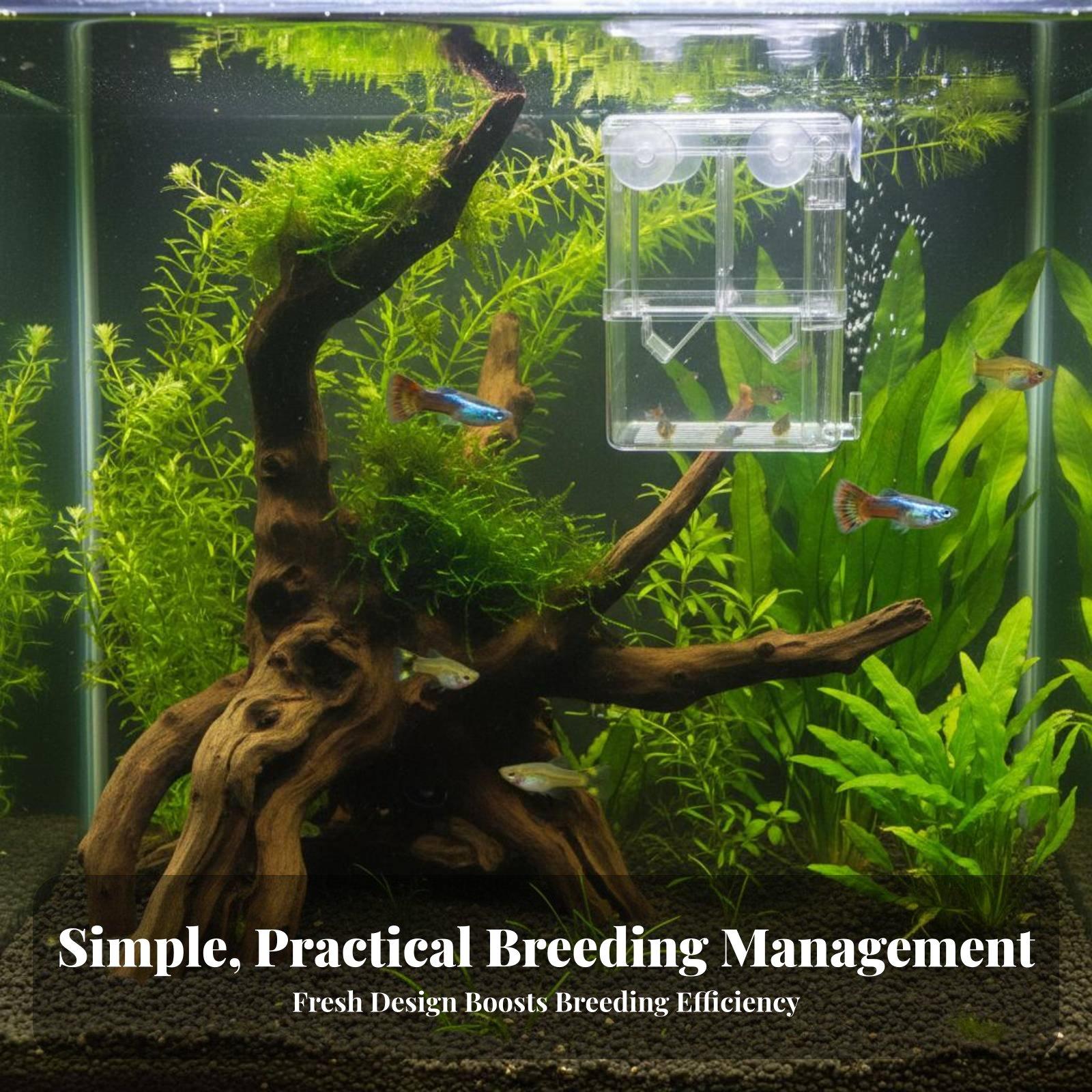 Doppelschichtiger Aquarium-Zuc – Aquarium Fish Breeding Bewertung und Preis