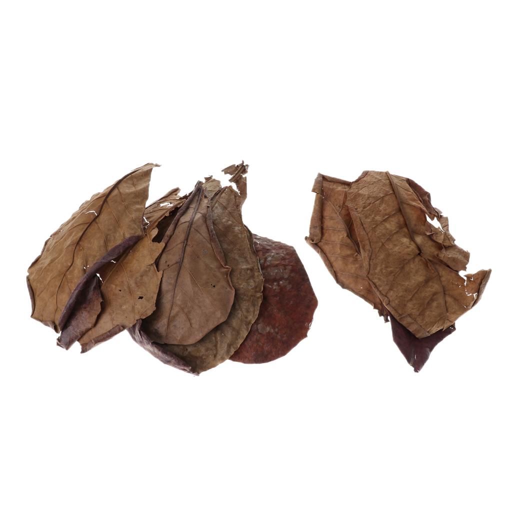 Vorteilhaftes Blatt-Aquariumfi – Aquarium Fish Betta Bewertung und Preis