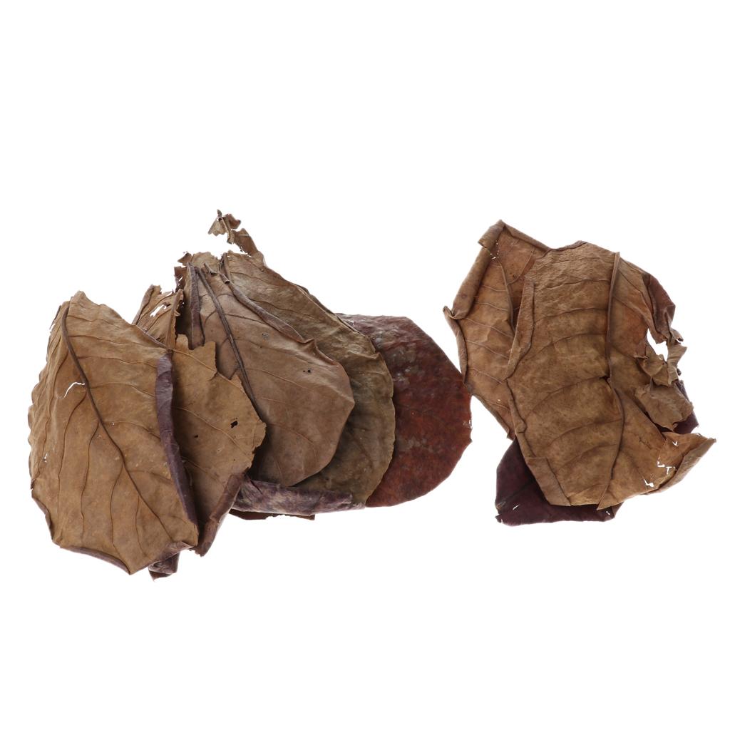 Vorteilhaftes Blatt-Aquariumfi – Aquarium Fish Betta Bewertung und Preis