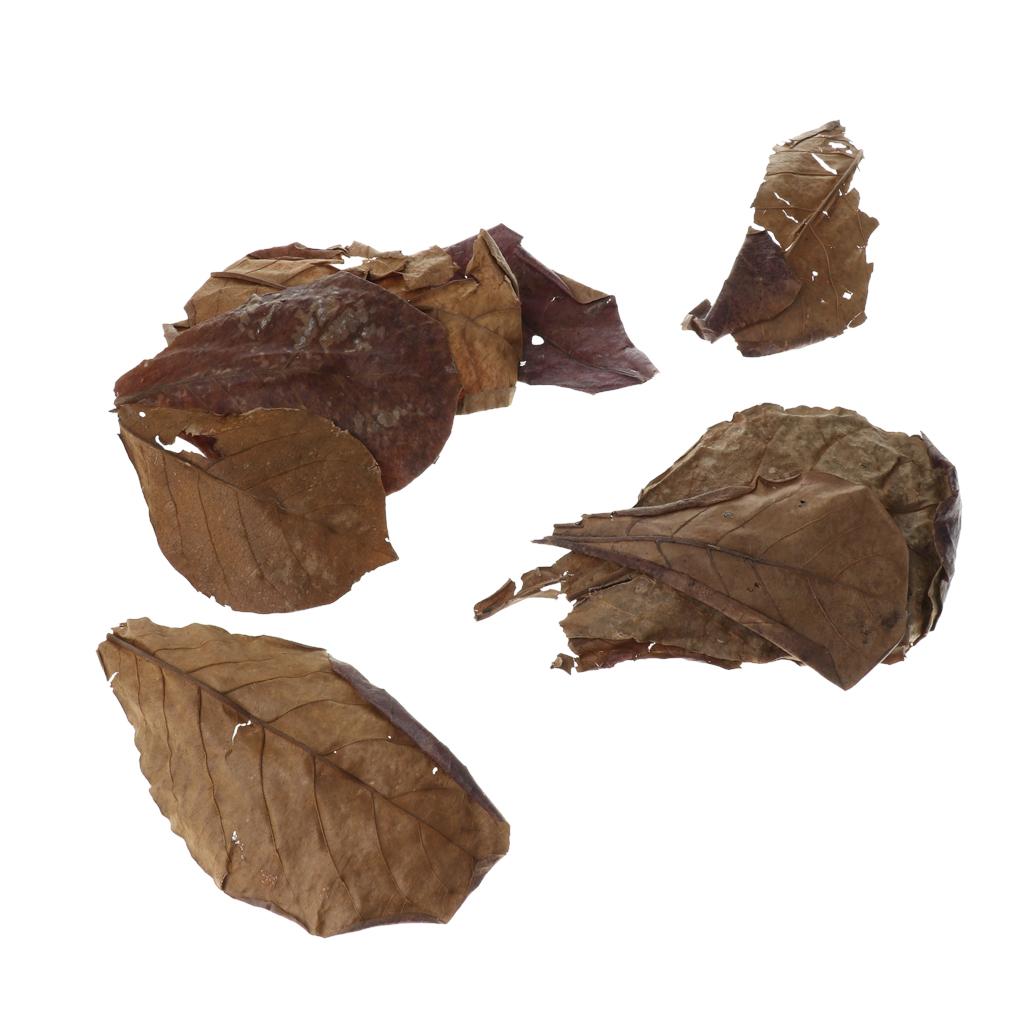 Vorteilhaftes Blatt-Aquariumfi – Aquarium Fish Betta Bewertung und Preis