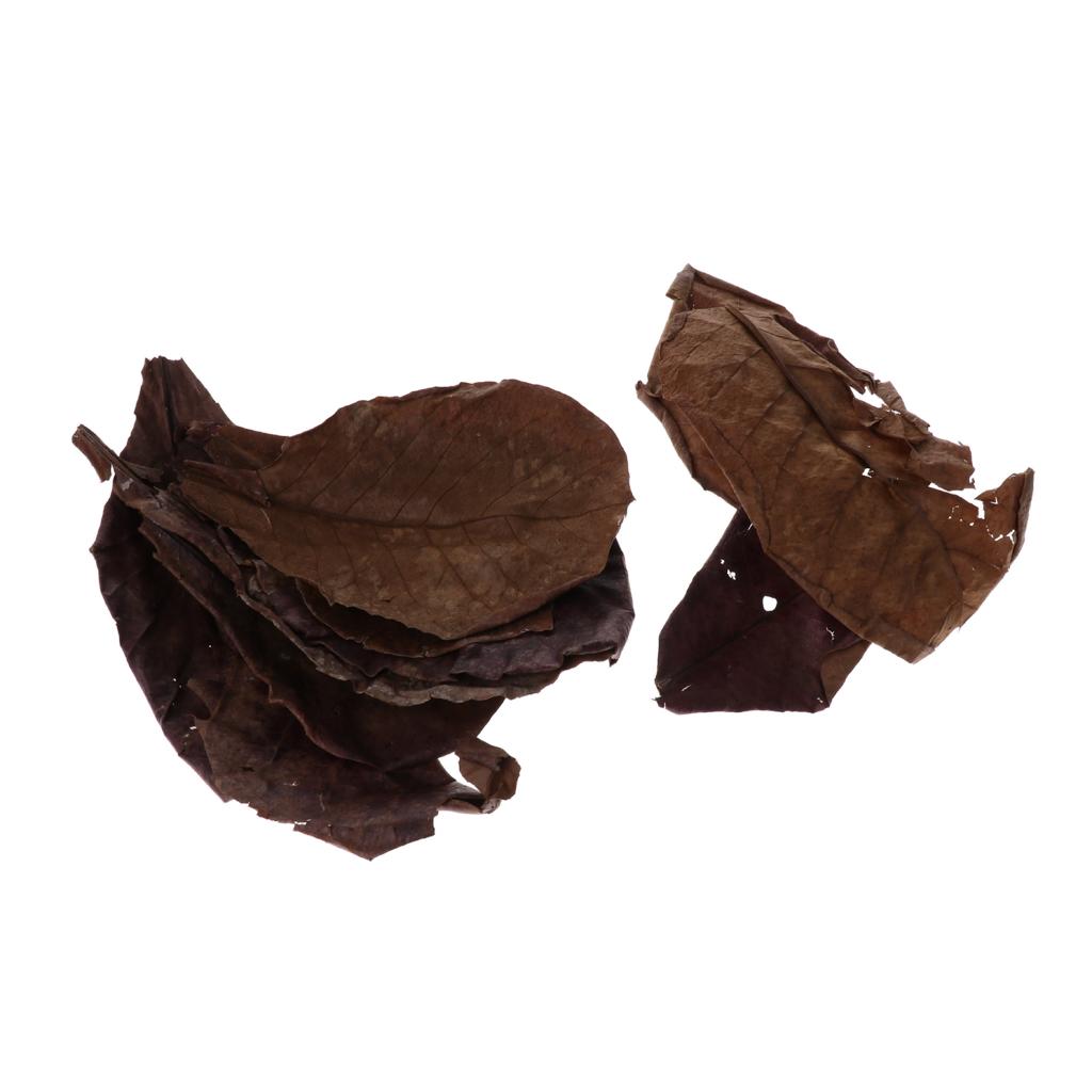 Vorteilhaftes Blatt-Aquariumfi – Aquarium Fish Betta Bewertung und Preis