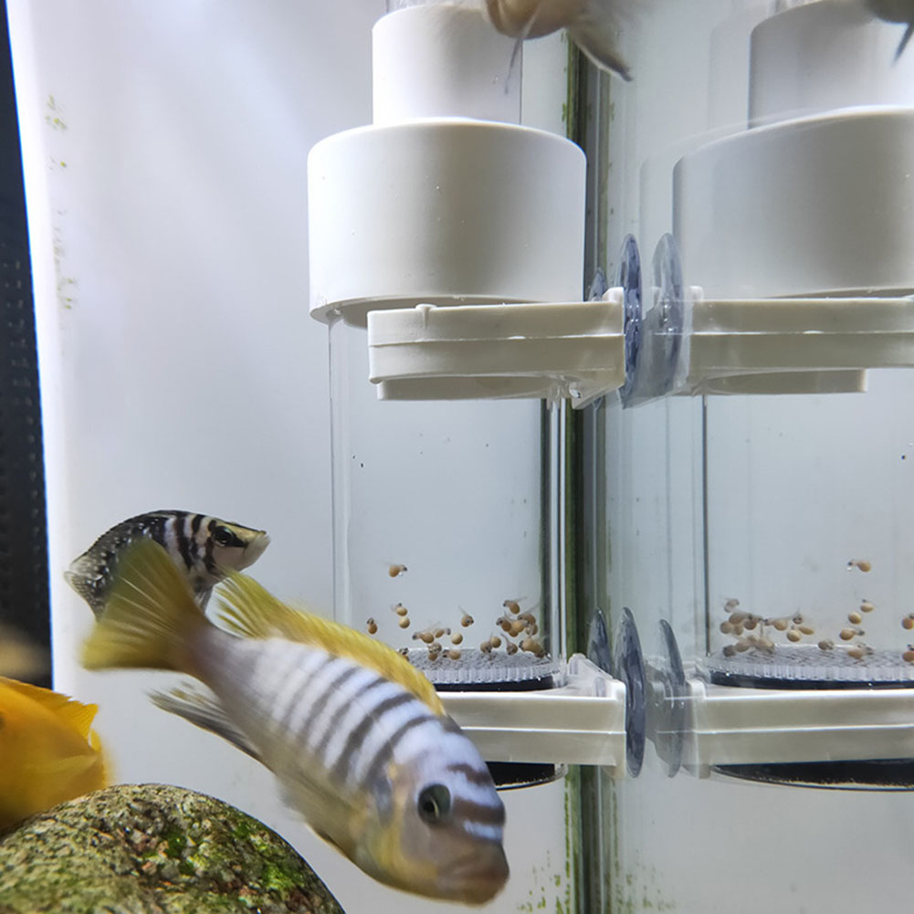 40mm Aquarium Ziklidenaufzucht – Aquarium Fish Cichlid Bewertung und Preis