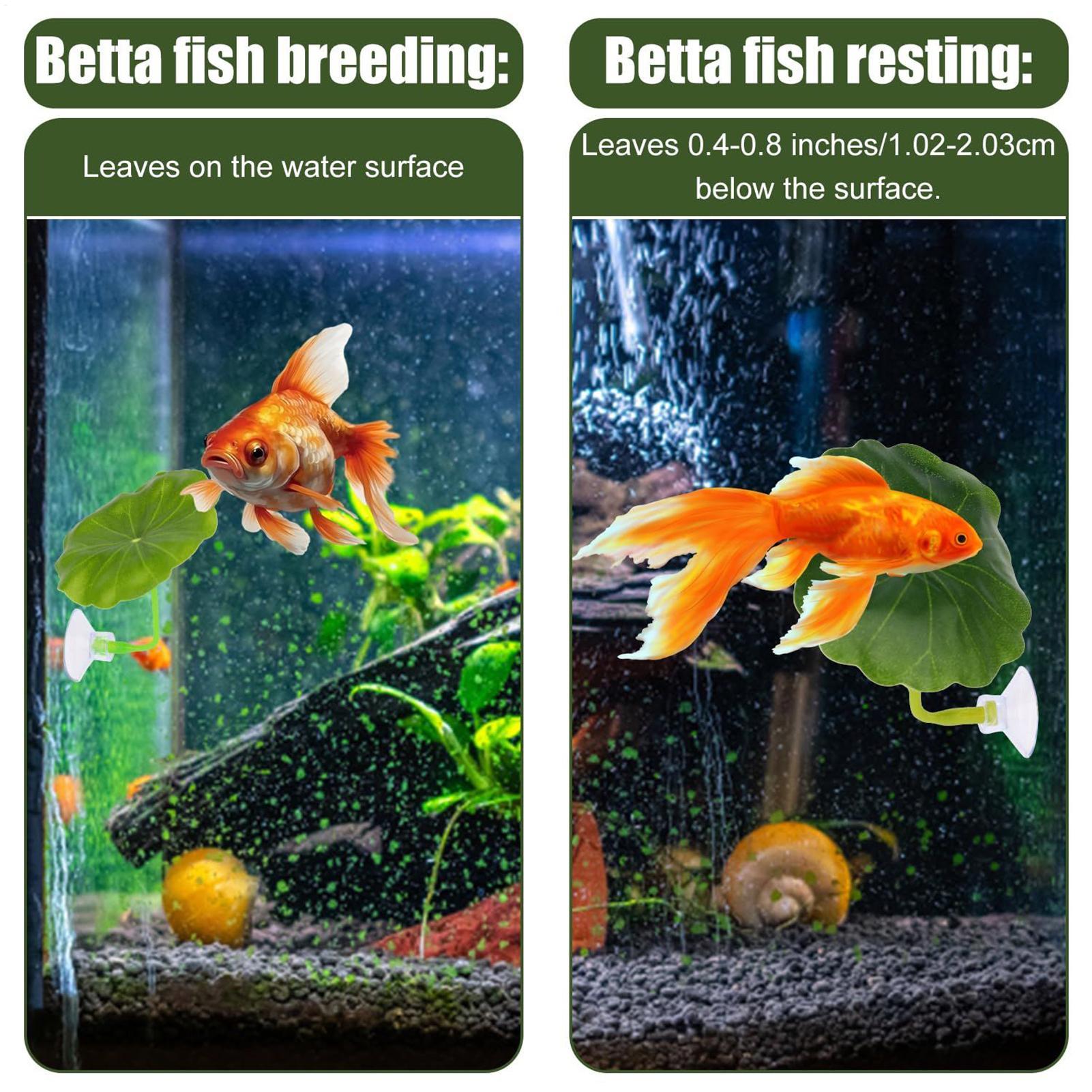 Betta-Fisch-Hängematte, 5-teil – Aquarium Fish Betta Bewertung und Preis