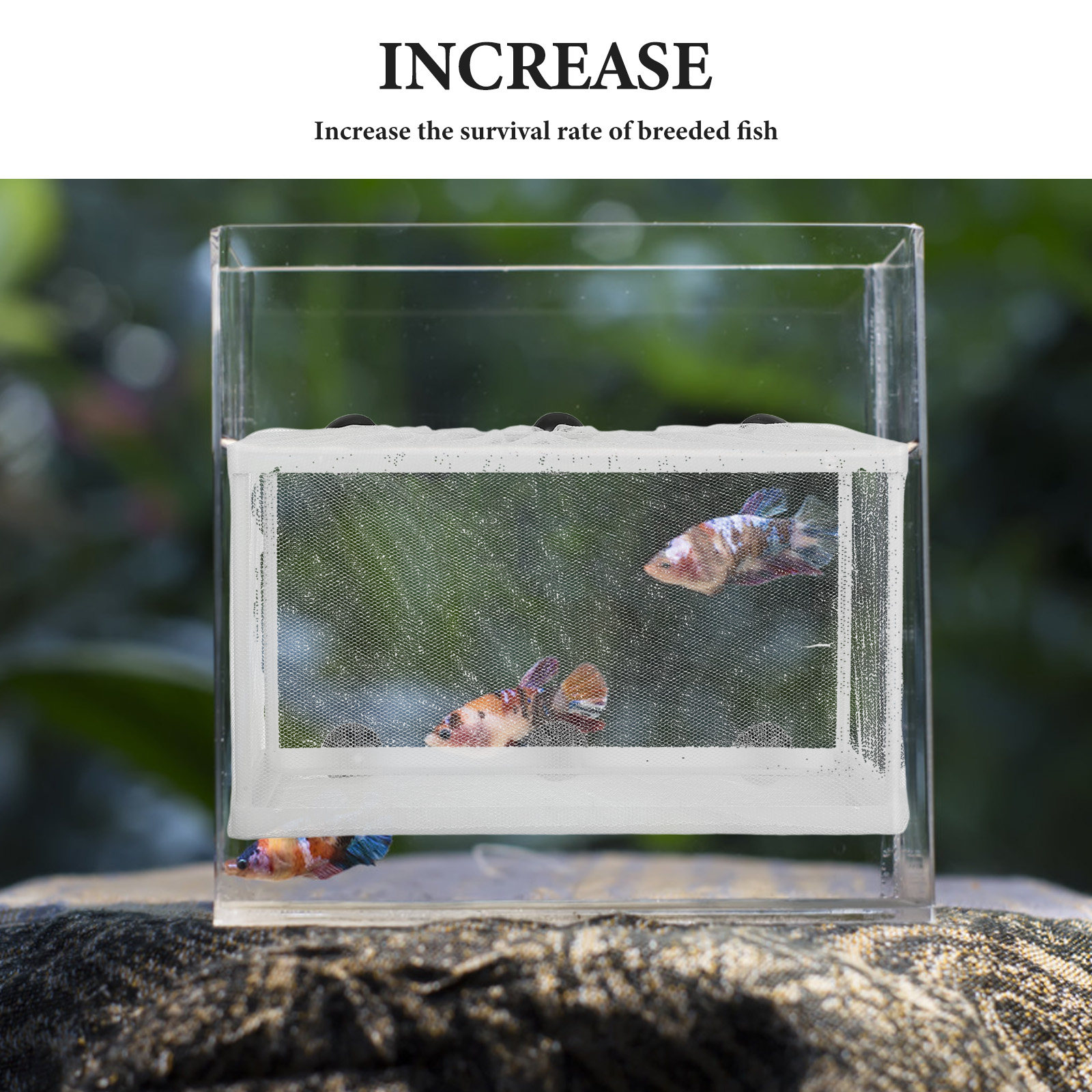 Große Fischbox mit Polyester-R – Aquarium Fish Big Size Bewertung und Preis