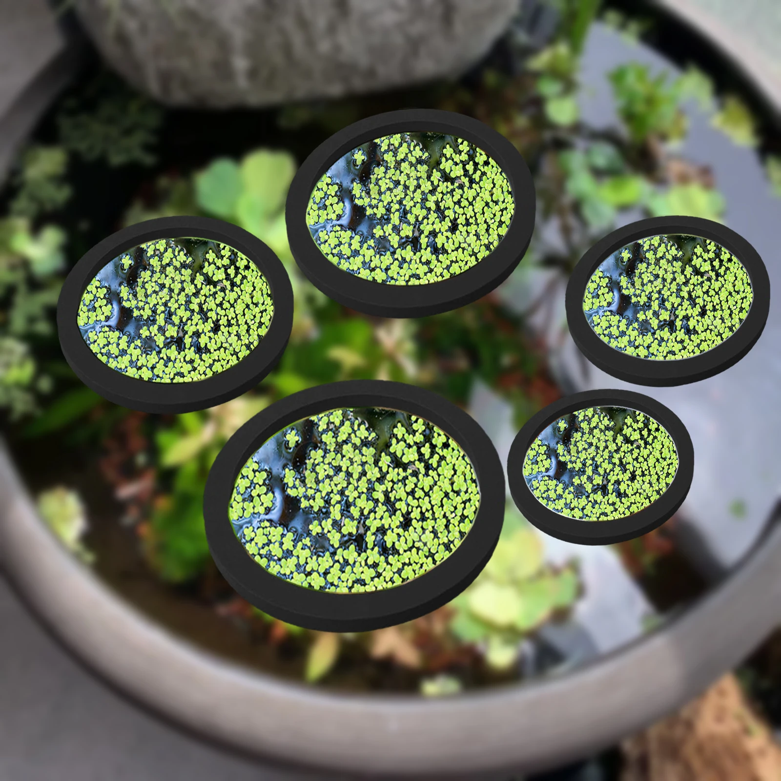 5Pcs EVA Fisch Fütterung Ring  – Aquarium Fish Breeding Bewertung und Preis