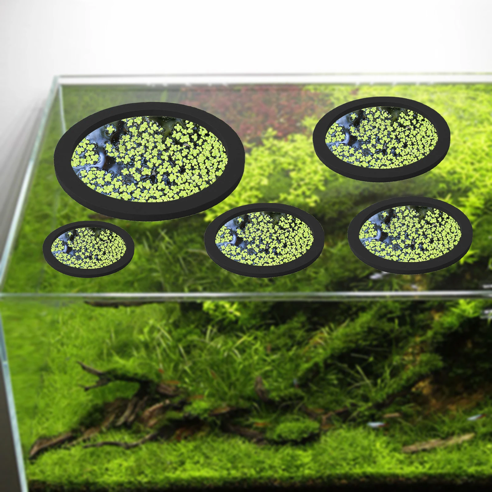 5Pcs EVA Fisch Fütterung Ring  – Aquarium Fish Breeding Bewertung und Preis