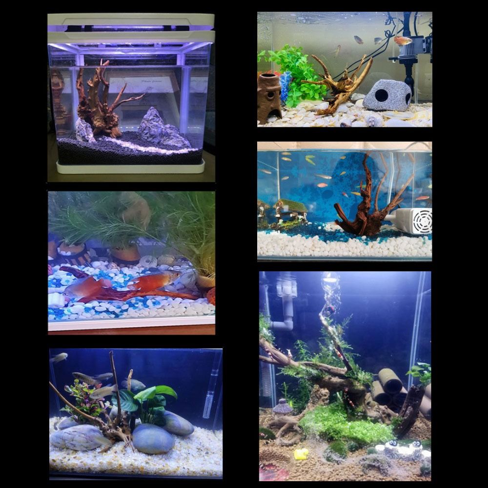 20-25CM Großes Aquarium-Treibh – Aquarium Fish Big Bewertung und Preis