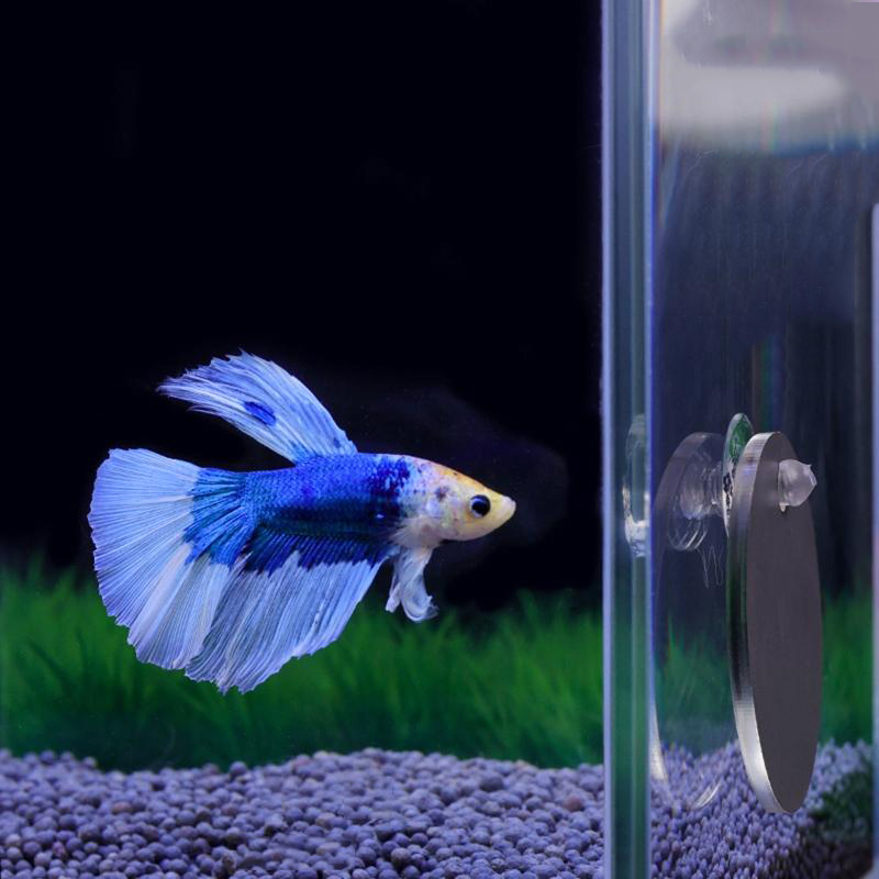 Aquarium Betta Spiegel Aquariu – Aquarium Fish Cichlid Bewertung und Preis